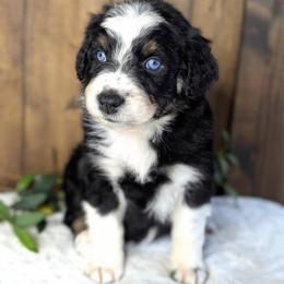 Pink collar - Black tri-color female Australian Shepherd puppy in Coulee City, Washington from Mr and Mrs Doodle Farm