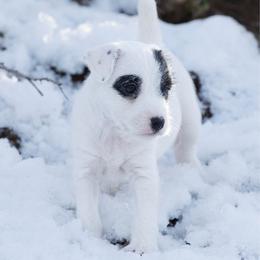 North - Black and white male Jack Russell Terrier puppy in Yakima County, Washington from Saddle Rock Kennels