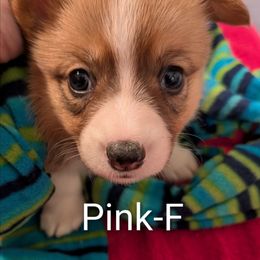 Pink - Sable female Pembroke Welsh Corgi puppy in Berkeley Springs, West Virginia from Hummingbird Farm