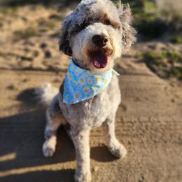 Echo - Poodle