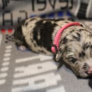 Border Collie, Golden Retriever, and Sporty Mix Puppies from Kreger's K9s