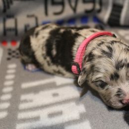 Border Collie, Golden Retriever, and Sporty Mix Puppies from Kreger's K9s