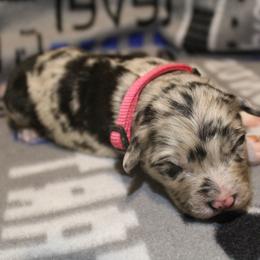 Border Collie, Golden Retriever, and Sporty Mix Puppies from Kreger's K9s