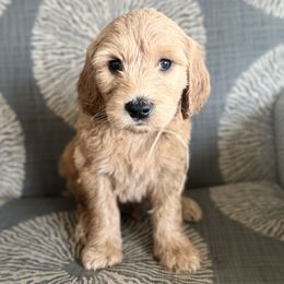 Cedar - Orange - Apricot Goldendoodle puppy in Stansbury Pk, Utah from My Doods