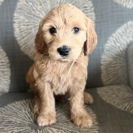 Cedar - Orange - Apricot Goldendoodle puppy in Stansbury Pk, Utah from My Doods