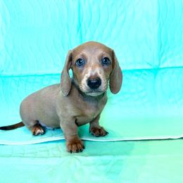 Boy 4 - Fawn (Isabella) male Dachshund puppy in Whitehouse, Texas from Bonded Oaks Doxies