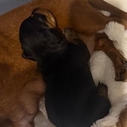 Opal - Black and tan female Dachshund puppy in St Johns, Arizona from Glamorous Doxies