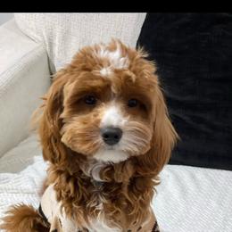 Cavapoo Puppies from Doodles of Central Texas