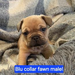 Boy 5 - Fawn male French Bulldog puppy in Grand Junction, Colorado from Elisabeth's Frenchies