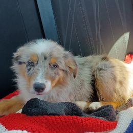 Australian Shepherd and Miniature Australian Shepherd Puppies from Donaldson Aussies