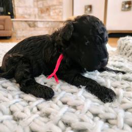 Ms Red - Black female Pumi puppy in Albuquerque, New Mexico from Marylynn's Pumis