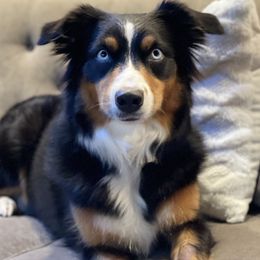Luna - Australian Shepherd