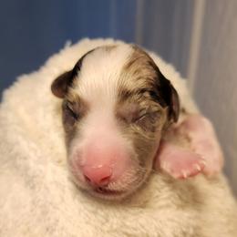 Brindle Merle Boy - Brindle merle and white male Cardigan Welsh Corgi puppy in Winston, Oregon from There and Back Again Corgis