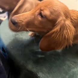 Chunk - Red male Dachshund puppy in Arp, Texas from Barksalot Dachshunds