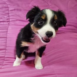 Sammie - Black tri female Miniature Australian Shepherd puppy in Garland, Texas from Dollie Farms