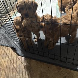 Bernedoodle, Cavapoo, Goldendoodle, Miniature Schnauzer, and Poodle Puppies from Alyssa Xxweetdoodles