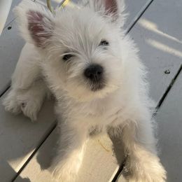 West Highland White Terriers from SoundHaven Westies