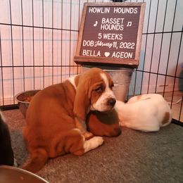 Basset Hound Puppies from Howlin Hounds