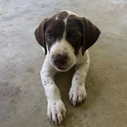 German Shorthaired Pointer Puppies from Rachel Forehand