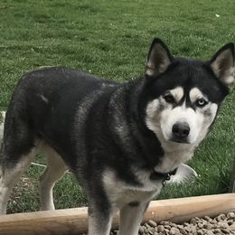 Siberian Husky All Grown Up from Osiris’s Siberians