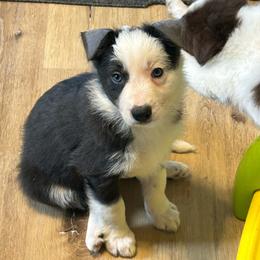Maya - Blue female Border Collie puppy in Tylertown, Mississippi from Cool Meadow Farms