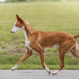 Isaac - Ibizan Hound