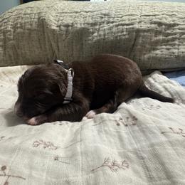 Gray - Red tri-color female Australian Shepherd puppy in Bethel, Minnesota from Aussie Tree-O