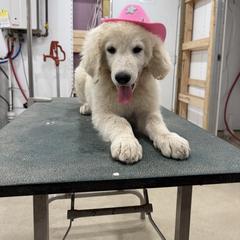 Girl 2 - White female Kuvasz puppy in Ohio from Rising River Kennel Kuvasz
