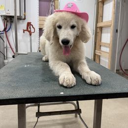 Girl 2 - White female Kuvasz puppy in Ohio from Rising River Kennel Kuvasz