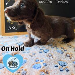 Hades - Chocolate and tan male Dachshund puppy in Hoquiam, Washington from Heyd's Mini Dachshunds