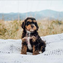 Pink collar - Brown and tan female Cockapoo puppy in Missoula, Montana from Big Sky Cockapoos