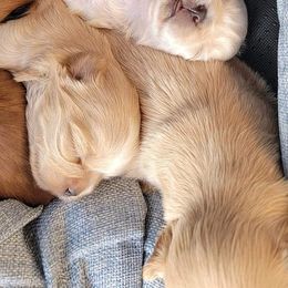 Shih Tzu Puppies from Shantii's Shih Tzu's