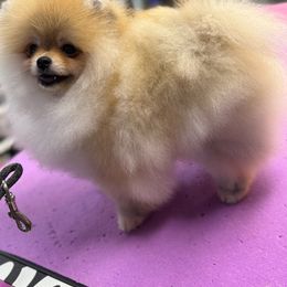 Barbie - Pomeranian