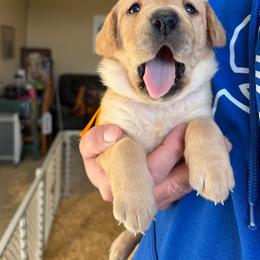 Female 6 - Yellow female Labrador Retriever puppy in Lyman, Nebraska from Ruzicka Family Labradors LLC