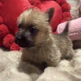 Cupid - Wheaten male Cairn Terrier puppy in Lipan, Texas from Flyin G Cairns