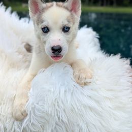 Siberian Husky Puppies from Glacier Run Huskies