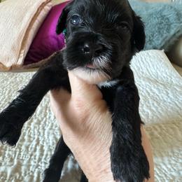 Pink collar - Black and white female Portuguese Water Dog puppy in Allen, Texas from Pawsitively Portuguese
