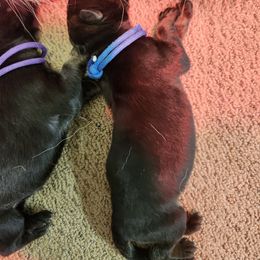 Blue collar - Sable male German Shepherd puppy in Ramsey, Illinois from Haus-Farr German Shepherds