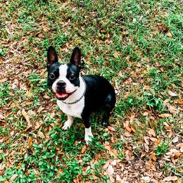 Odin - Boston Terrier