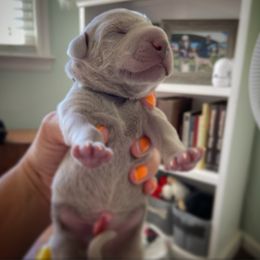 German Shorthaired Pointer and Weimaraner Puppies from SilverBay GunDogs