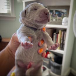 German Shorthaired Pointer and Weimaraner Puppies from SilverBay GunDogs