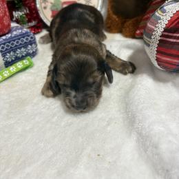 Red dapple male - Dapple male Dachshund puppy in Pleasant Plains, Arkansas from JGBs Dachshunds