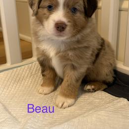 Miniature Australian Shepherd Puppies from Higher Elevations Mini Aussies