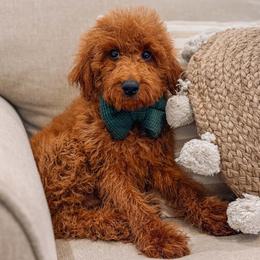 Willie - Red  male Goldendoodle puppy in Iola, Texas from Supreme Doodles of Texas