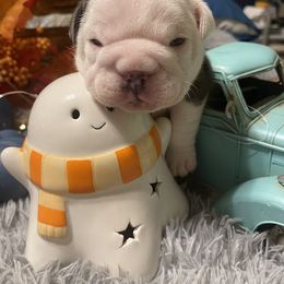 Bulldog Puppies from Burrell’s Bulldog Kingdom