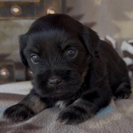 BECKHAM - AKC - Black and silver brindle male Havanese puppy in Verden, Oklahoma from Holcombs Puppy Ranch