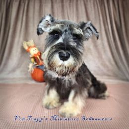 Kami - Miniature Schnauzer