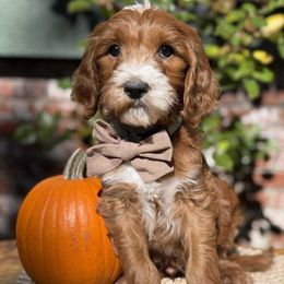 Spore - Teal boy - Red  male Goldendoodle puppy in Yuciapa, California from AlltheDoodlez_