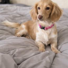 Eris - Dachshund