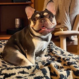 Sugah - French Bulldog